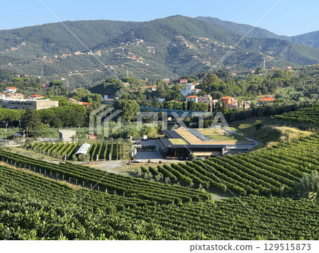 Landscape, panoramic vineyards in summer against backdrop of mountains, blue skies in morning, and traditional houses. Agriculture in northern Italy, Europe. 129515873