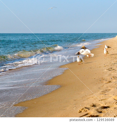 Seagull on the beach and blue sky. Seagull on the beach and blue sky. 129516089