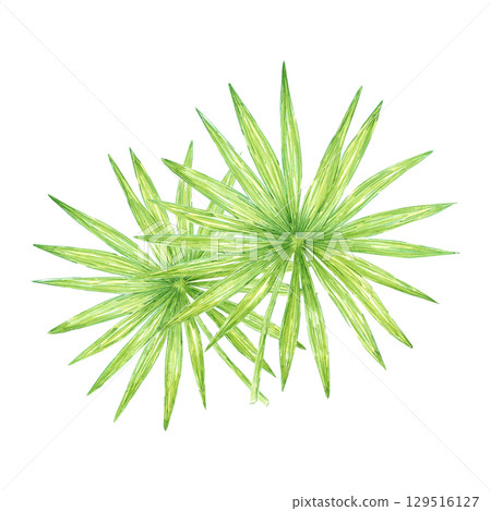 Tropical palm tree leaves composition, hand drawn watercolor illustration isolated on white background. Can be used for card, scrapbook and other printed products. Tropical palm tree leaves composition, hand drawn watercolor illustration isolated on white background. Can be used for card, scrapbook and other printed products. 129516127