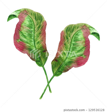 Tropical green and red leaves composition, hand drawn watercolor illustration isolated on white background. Can be used for card, scrapbook and other printed products. Tropical green and red leaves composition, hand drawn watercolor illustration isolated on white background. Can be used for card, scrapbook and other printed products. 129516128