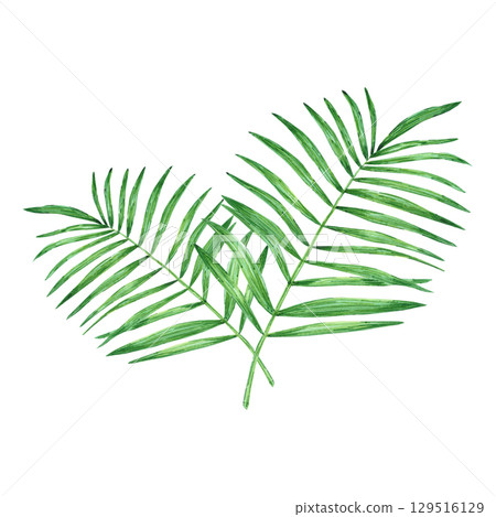 Tropical palm tree leaves composition, hand drawn watercolor illustration isolated on white background. Can be used for card, scrapbook and other printed products. 129516129