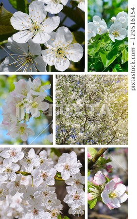 Flowering fruit trees in the orchard and blue sky. Spring landscape. Vertical photo. 129516154