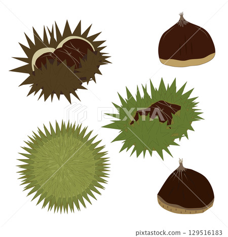 Illustration of the classic autumn flavor "chestnut": A set including chestnuts in burrs 129516183