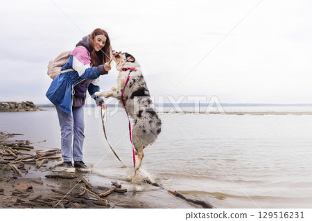Aussie Australian Shepherd dog in blue marble color jumps after stick out of water, woman walks with dog. copy space photo 129516231