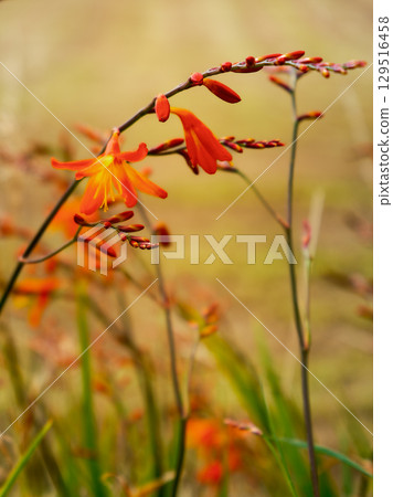 Elegant crocosmia lucifer flowers bloom in a field during the summertime, highlighting the beauty of a wildflower. Elegant crocosmia lucifer flowers bloom in a field during the summertime, highlighting the beauty of a wildflower. 129516458