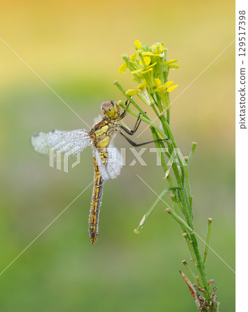Beautiful nature scene with Vagrant darter (Sympetrum vulgatum). Macro shot of Vagrant darter (Sympetrum vulgatum) on the flower. 129517398