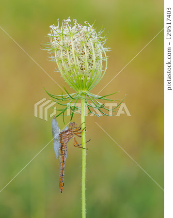 Beautiful nature scene with Keeled skimmer (Orthetrum coerulescens). Macro shot of Keeled skimmer (Orthetrum coerulescens) flower. Keeled skimmer (Orthetrum coerulescens) in the nature habitat. 129517403