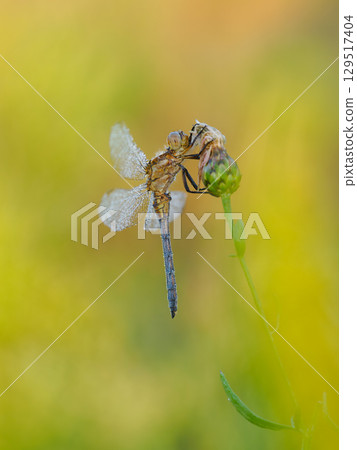 Beautiful nature scene with Keeled skimmer (Orthetrum coerulescens). Macro shot of Keeled skimmer (Orthetrum coerulescens) flower. Keeled skimmer (Orthetrum coerulescens) in the nature habitat. 129517404