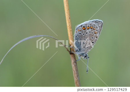 Beautiful nature scene with Common blue (Polyommatus icarus) . Macro shot of Common blue (Polyommatus icarus) on the grass. Butterfly Common blue (Polyommatus icarus) in the nature habitat. 129517429