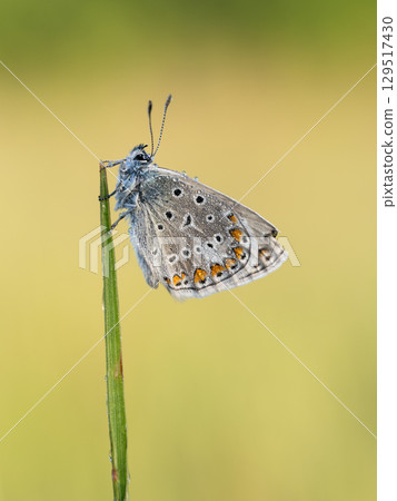 Beautiful nature scene with Common blue (Polyommatus icarus) . Macro shot of Common blue (Polyommatus icarus) on the grass. Butterfly Common blue (Polyommatus icarus) in the nature habitat. Beautiful nature scene with Common blue (Polyommatus icarus) . Macro shot of Common blue (Polyommatus icarus) on the grass. Butterfly Common blue (Polyommatus icarus) in the nature habitat. 129517430