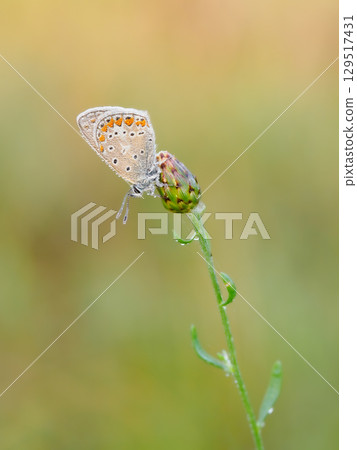 Beautiful nature scene with Common blue (Polyommatus icarus) . Macro shot of Common blue (Polyommatus icarus) on the grass. Butterfly Common blue (Polyommatus icarus) in the nature habitat. 129517431