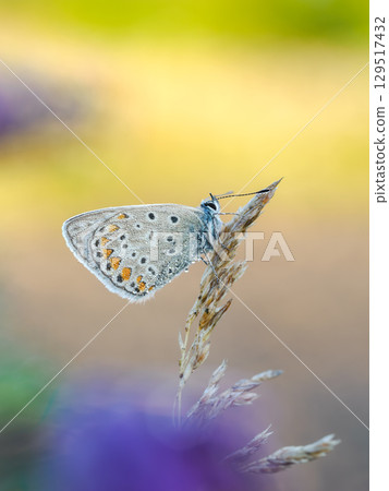 Beautiful nature scene with Common blue (Polyommatus icarus) . Macro shot of Common blue (Polyommatus icarus) on the grass. Butterfly Common blue (Polyommatus icarus) in the nature habitat. 129517432