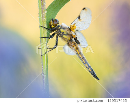 Beautiful nature scene with Four spotted Chaser (Libellula quadrimaculata). Macro shot of Four spotted Chaser (Libellula quadrimaculata) on the flower. Beautiful nature scene with Four spotted Chaser (Libellula quadrimaculata). Macro shot of Four spotted Chaser (Libellula quadrimaculata) on the flower. 129517435