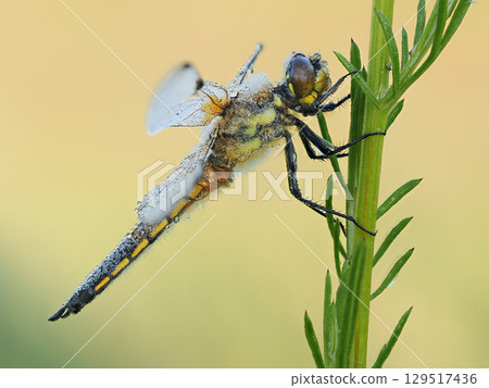 Beautiful nature scene with Four spotted Chaser (Libellula quadrimaculata). Macro shot of Four spotted Chaser (Libellula quadrimaculata) on the flower. Beautiful nature scene with Four spotted Chaser (Libellula quadrimaculata). Macro shot of Four spotted Chaser (Libellula quadrimaculata) on the flower. 129517436