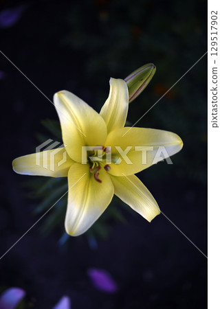 A light yellow lily flower on a dark background. A light flower in a dark garden. Lilium candidum. A light yellow lily flower on a dark background. A light flower in a dark garden. Lilium candidum. 129517902