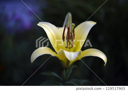 A light yellow lily flower on a dark background. A light flower in a dark garden. Lilium candidum. 129517903