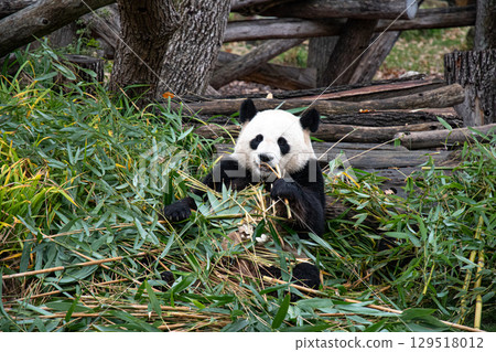 Cute panda biting and chewing fresh bamboo branches in forest Cute panda biting and chewing fresh bamboo branches in forest 129518012