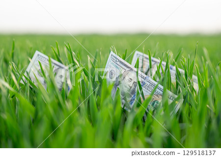 American one hundred dollar bills in green grass, close up. Growth of investment, savings, financial wealth, shown by laying money on the fresh green lawn as symbol 129518137