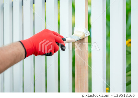 Painting the planks of new wooden fence in the front yard, close up. Male hand with a brush painting the fence, renovation and improving of home plot in the countryside 129518166