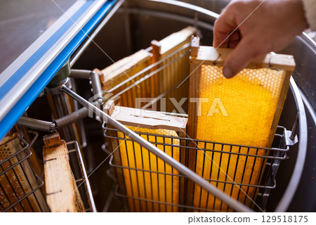 Loading uncapped frames with honey to electric honey extraction machine. Harvest of honey on apiary using modern beekeeping equipment 129518175