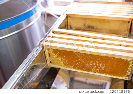 Uncapped honey frames on table with honey extractor on the background. Harvest of sunflower honey in summer, professional beekeeping equipment, frames full of fresh ripe honey ready for extraction 129518176