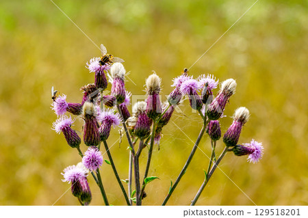 Honeybee and insects on blooming thistle flowers in a summer meadow close-up, blurred background Honeybee and insects on blooming thistle flowers in a summer meadow close-up, blurred background 129518201
