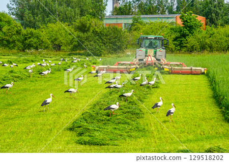 Flock of white storks following a tractor mowing grass in a lush green summer field Flock of white storks following a tractor mowing grass in a lush green summer field 129518202