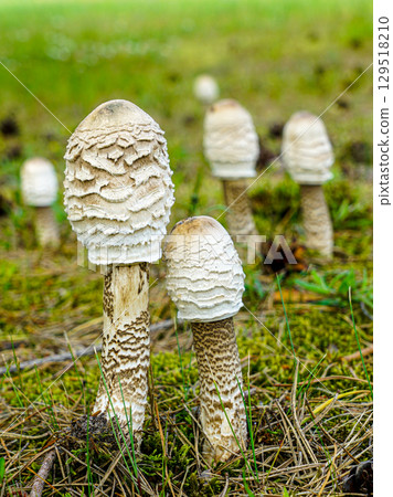 Shaggy Ink Cap Mushrooms Group Growing in Mossy Forest Clearing 129518210