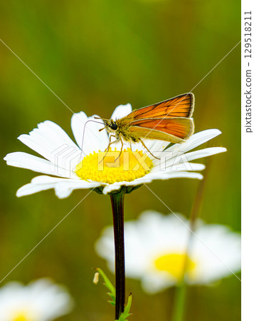 Orange Skipper Butterfly Resting and feeding with nectar on White Daisy in Summer Meadow Orange Skipper Butterfly Resting and feeding with nectar on White Daisy in Summer Meadow 129518211