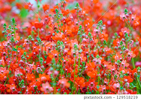 Vivid Field of Red and Pink Diascia flowers in Full Bloom During Spring Vivid Field of Red and Pink Diascia flowers in Full Bloom During Spring 129518219