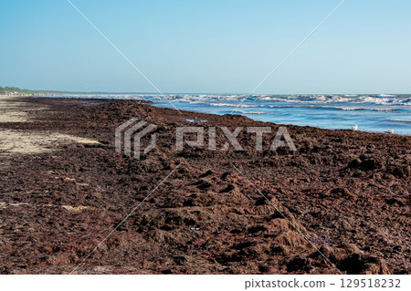 Thick Washed-Up Seaweed Covering the Shoreline on the Baltic Sea Coast on a Sunny Summer Day 129518232