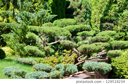 Well-manicured evergreen bonsai tree in a lush green garden, with other sculpted bushes and trees in the background. High quality photo 129518234