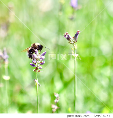 A close-up of a bumblebee gathering nectar from a purple lavender flower against a soft, green background. 129518235