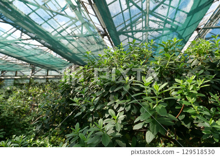 Beautiful green plants grows in hothouse, protection of rare plant species 129518530