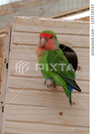 Beautiful parrot with colorful green and red feathers sits near birdhouse Beautiful parrot with colorful green and red feathers sits near birdhouse 129518543