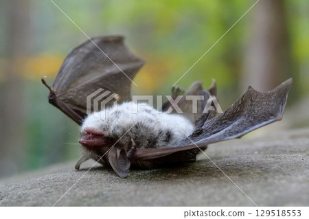 Dead bat lies on its back on a stone in forest Dead bat lies on its back on a stone in forest 129518553
