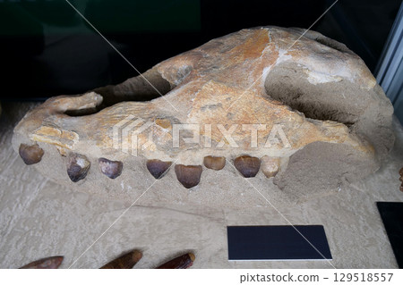 Real Mosasaurus skull from Khouribga city, Morocco, western Africa Real Mosasaurus skull from Khouribga city, Morocco, western Africa 129518557