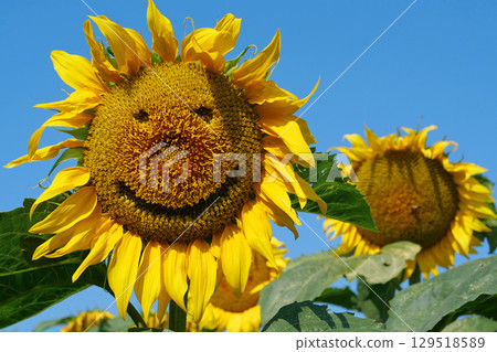 Sunflower with kind smile looks at the camera. Kind smiling face Sunflower with kind smile looks at the camera. Kind smiling face 129518589