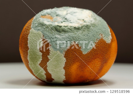 Overripe and rotten mandarin. Rotten tangerine covered with mold 129518596