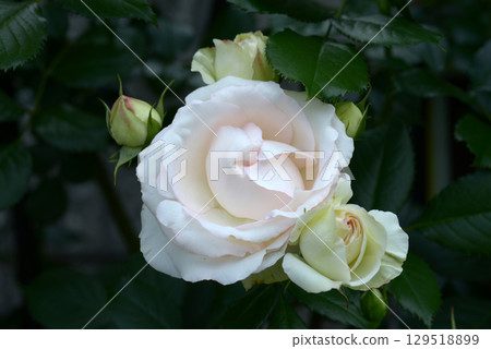 Pierre de Ronzar Rose Flower Pierre de Ronzar Rose Flower 129518899