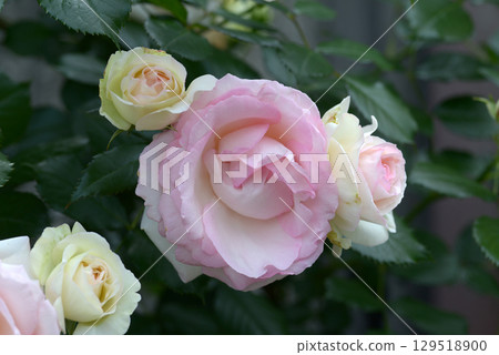 Pierre de Ronzar玫瑰花 Pierre de Ronzar玫瑰花 129518900