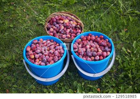 Plums in buckets on green grass, close-up 129518985