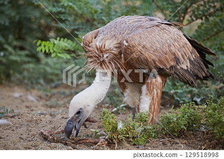 Griffon vulture bird eating meat against green bushes Griffon vulture bird eating meat against green bushes 129518998