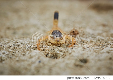 Scorpion with camouflage color on the ground, dangerous animals 129518999