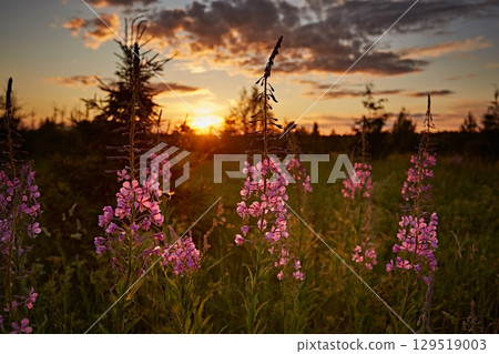 Ivan tea plant at sunset in the landscape Ivan tea plant at sunset in the landscape 129519003