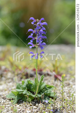 Salvia plantensis Salvia plantensis 129519172