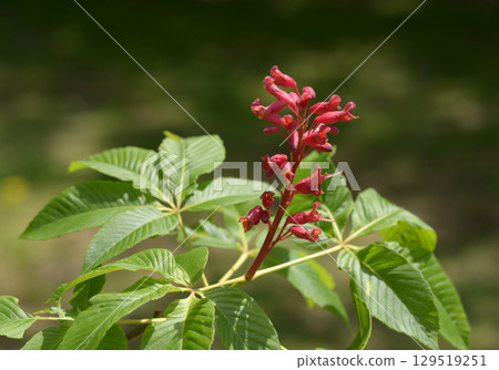 Safflower chestnut 129519251