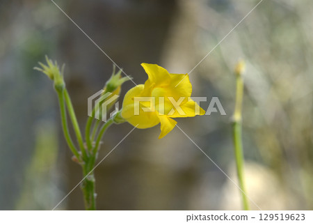 厚柄草 129519623