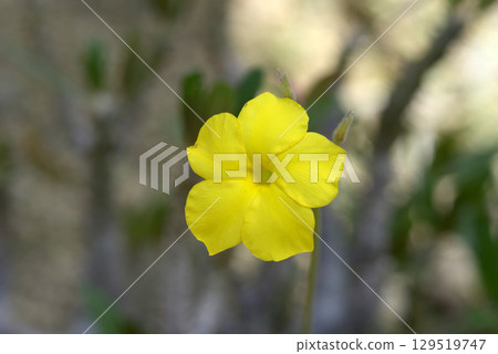 Pachypodium rosulatum 129519747