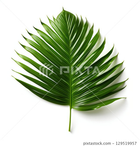 Tropical Essence: Green Palm Branch Leaves Isolated on White Background. Generative ai 129519957